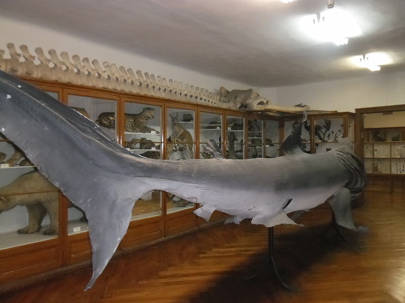 Croatian Natural History Museum