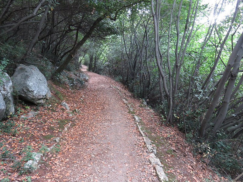 Carmen Sylva forest path