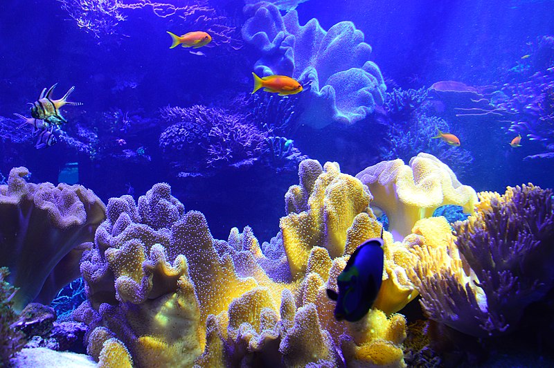 Aquarium SPLIT