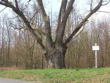 Patkó Bandi fája