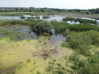 merzse marsh