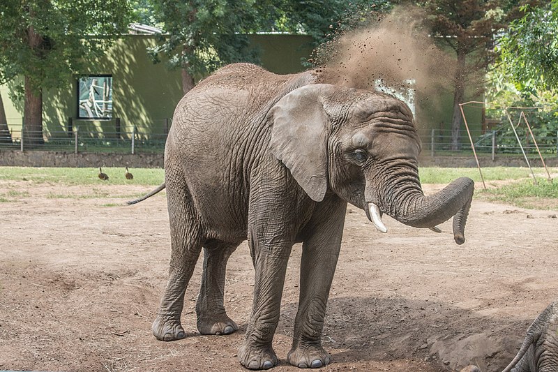 Zoológico de Nyíregyháza