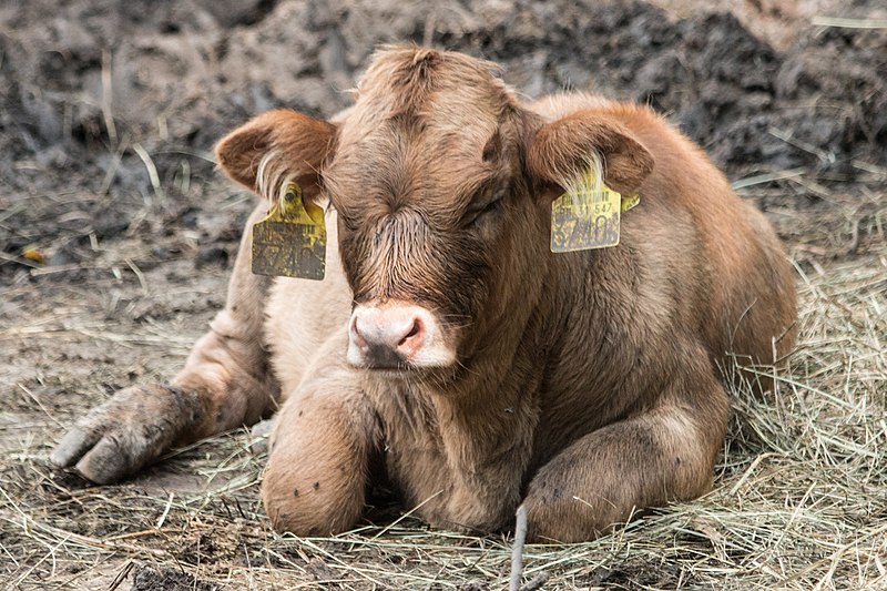 Zoológico de Nyíregyháza