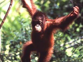 Parc national de Betung Kerihun