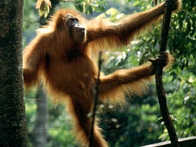 Tropische Regenwälder von Sumatra