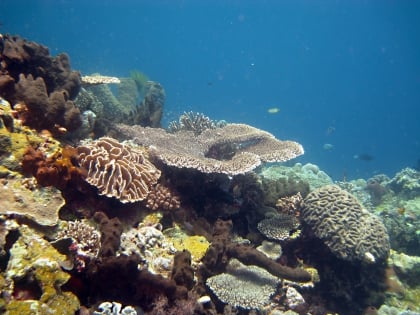iles wakatobi parc national marin de wakatobi