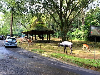 Taman Safari Indonesia Prigen