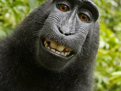 selfies de singe reserve naturelle de tangkoko batuangus