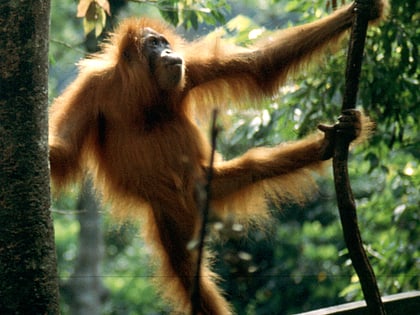 Patrimonio de los bosques tropicales ombrófilos de Sumatra
