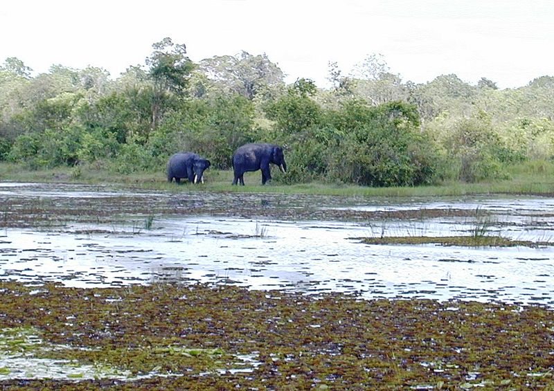 Way Kambas National Park