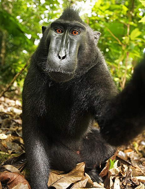 Małpie selfie
