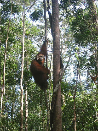 Parc national de Tanjung Puting