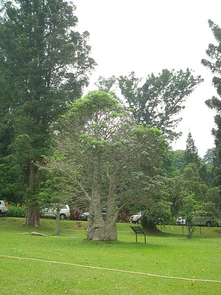 Jardín botánico de Bogor