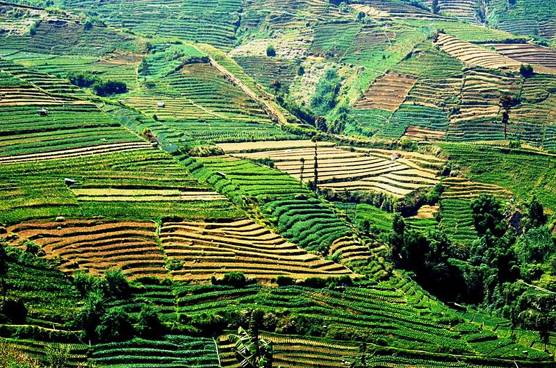 Dieng-Plateau