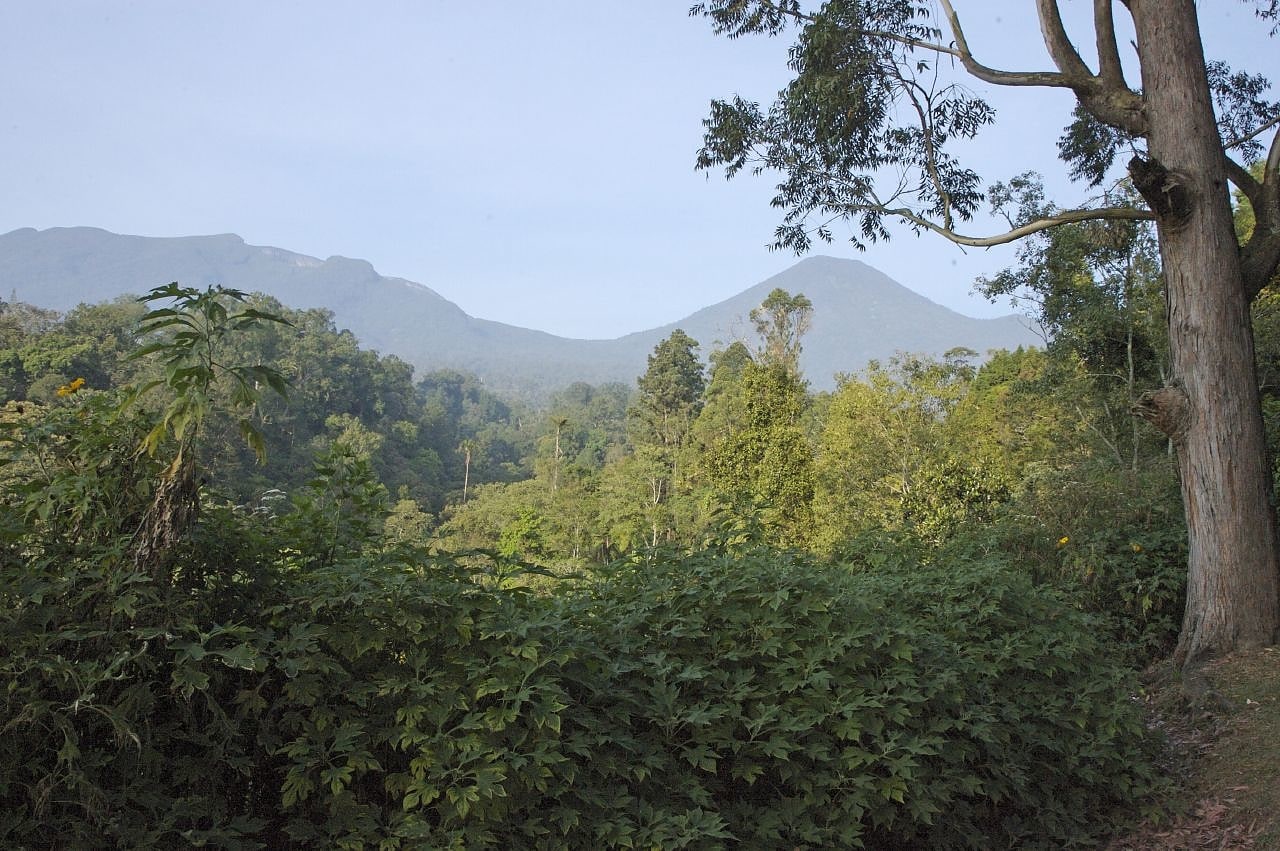 Parc national de Gunung Gede Pangrango, Indonésie