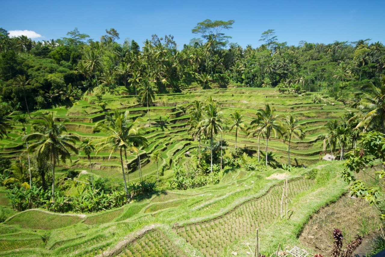 Tegallalang, Indonezja