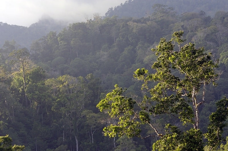 Schutzgebiet Tangkoko Duasaudara, Indonesien