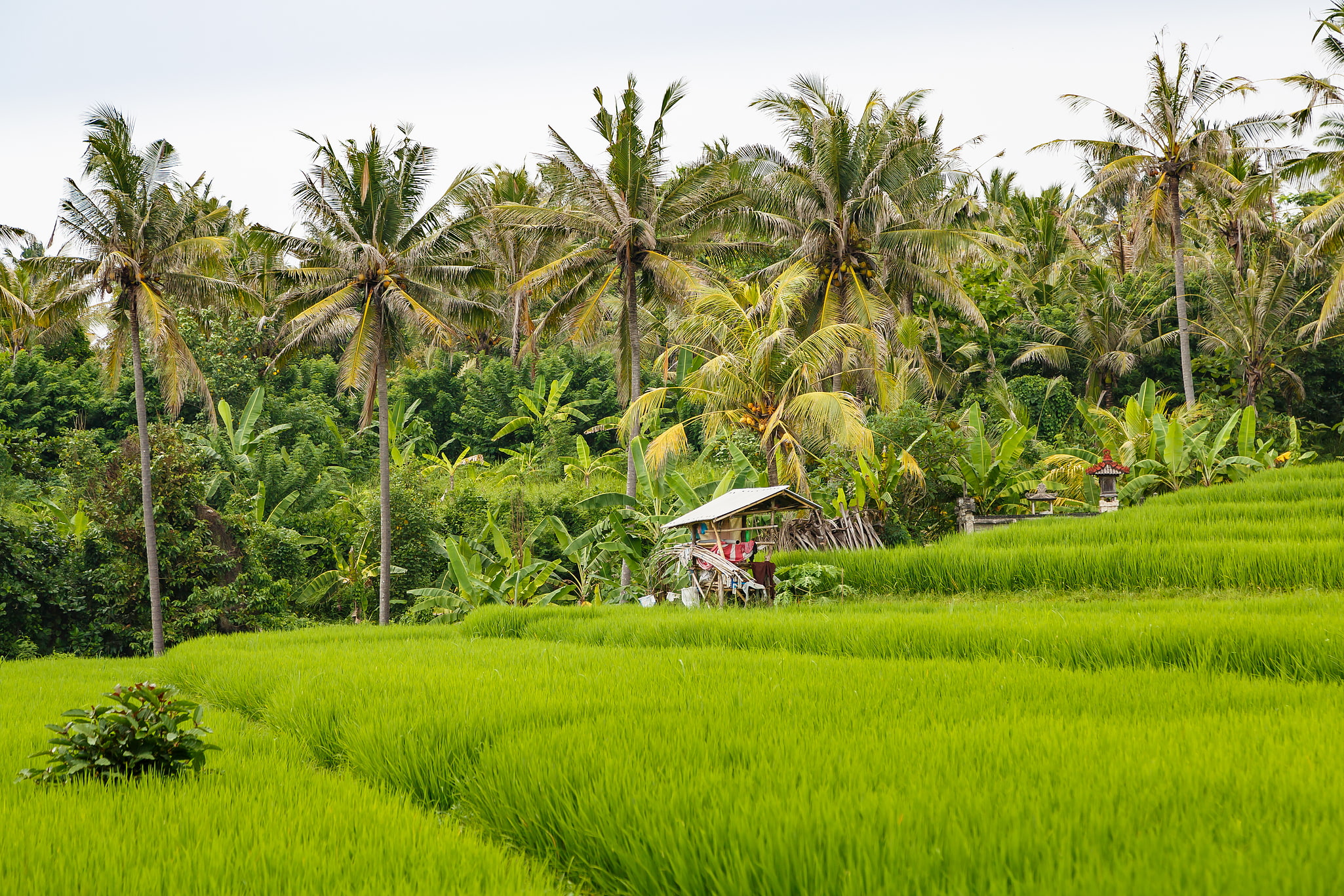 Kabupaten de Tabanan, Indonésie