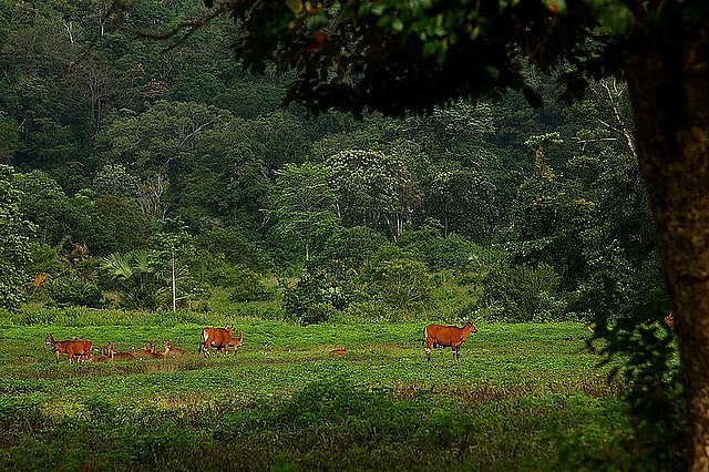 Parc national d'Alas Purwo, Indonésie