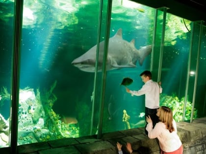 oceanworld aquarium dingle daingean ui chuis