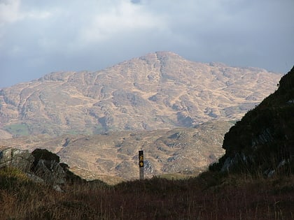 sheeps head