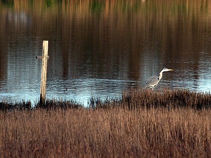 Booterstown marsh