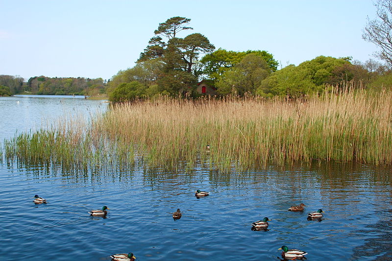 Lough Leane