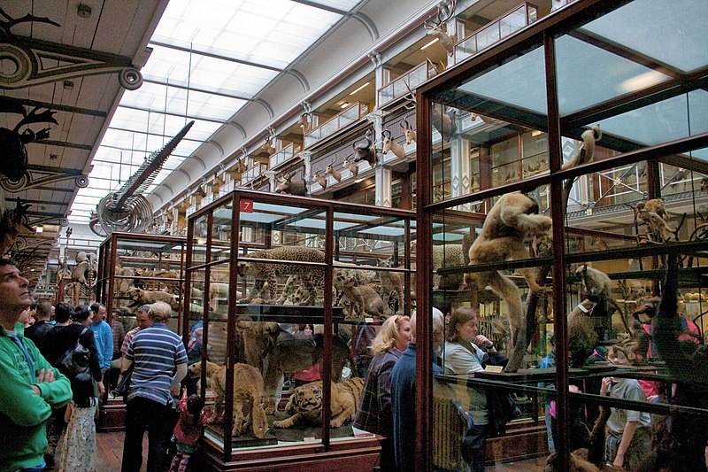 Museo Nacional de Historia Natural de Irlanda