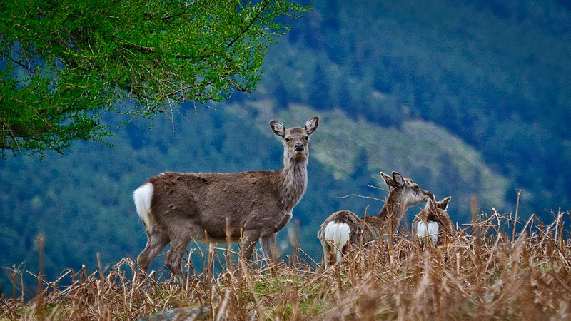 Montes Wicklow