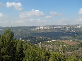 jerusalem forest jerozolima