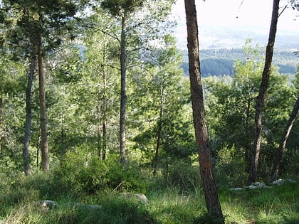 Forêt d'Eshtaol