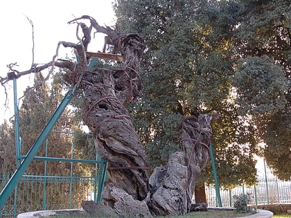 oak of mamre hebron