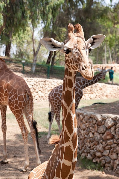 Centro zoológico de Tel Aviv-Ramat Gan