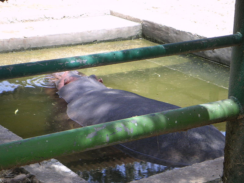 Qalqilya Zoo