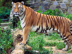 Kalakkad Mundanthurai Tiger Reserve