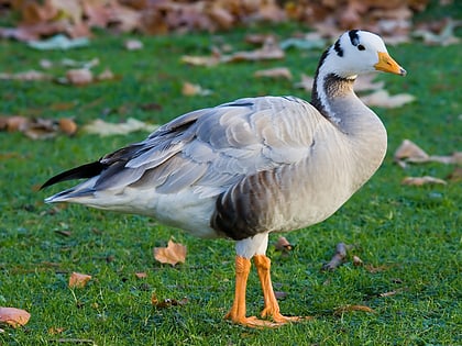 koothankulam bird sanctuary