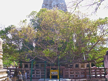 arbre de la bodhi bodhgaya