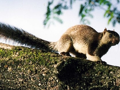 sanktuarium dzikiej przyrody grizzled squirrel ghaty zachodnie