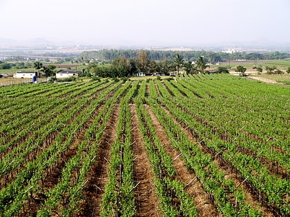 Nashik valley wine