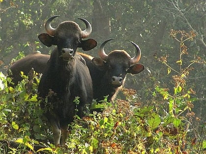 parambikulam wildlife sanctuary