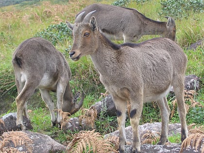 New Amarambalam Reserved Forest