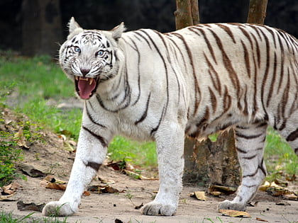 Alipore Zoo, Kolkata: Tips and Information