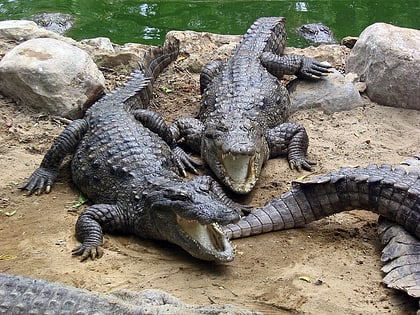 Crocodile Breeding Centre