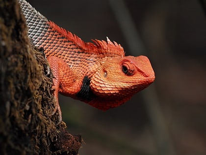 chandoli national park