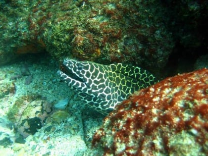 Dive Goa