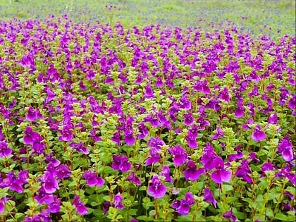 kaas plateau ghaty zachodnie