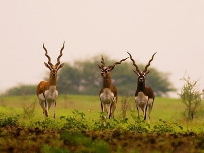 Ranibennur Blackbuck Sanctuary