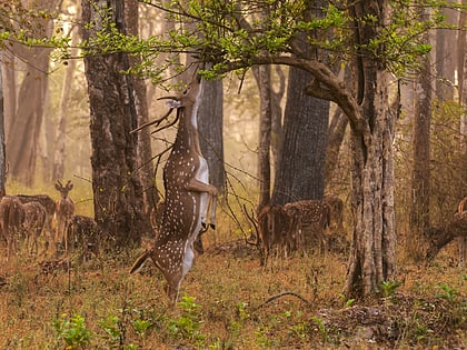 nagarhole nationalpark