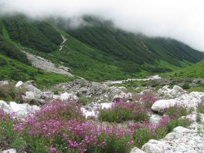 parque nacional del valle de las flores nanda devi and valley of flowers national parks