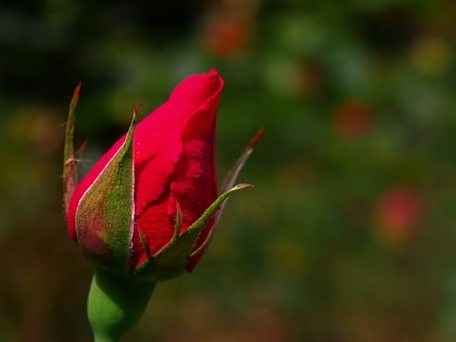 sims park coonoor